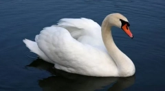 Swan-shipun